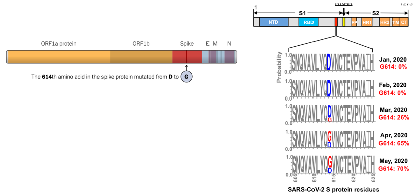 图1（图片来源：左图源自网络；右图源自Zhang L, Jackson C B, Mou H, et al. The D614G mutation in the SARS-CoV-2 spike protein reduces S1 shedding and increases infectivity[J]. bioRxiv, 2020.）