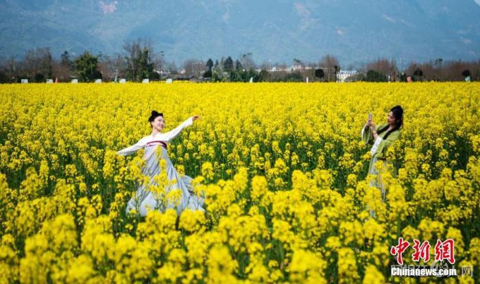 资料图：汉服爱好者在油菜花海里拍照留念。 中新社记者 刘忠俊 摄