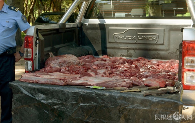 carne de guanaco clandestina